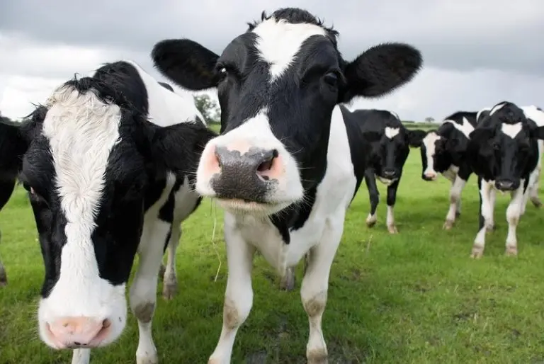 What Are The White Birds That Hang Around Cows? [Updated 2026]