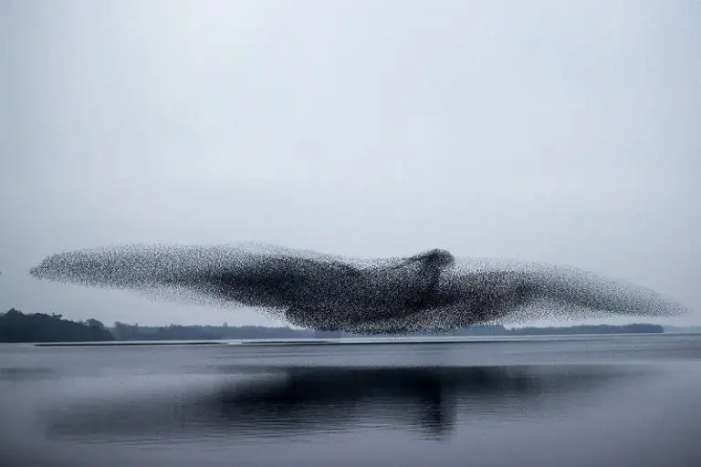 Which Birds Murmurate? [Updated 2026]