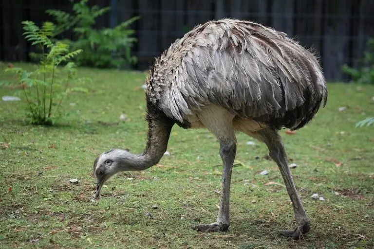 Is The Liberty Mutual Emu A Real Bird? [Updated 2026]