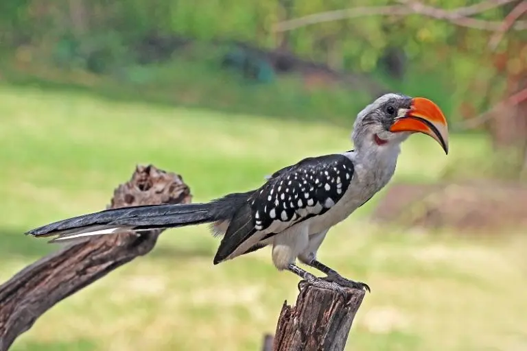 What Bird Is Zazu from The Lion King