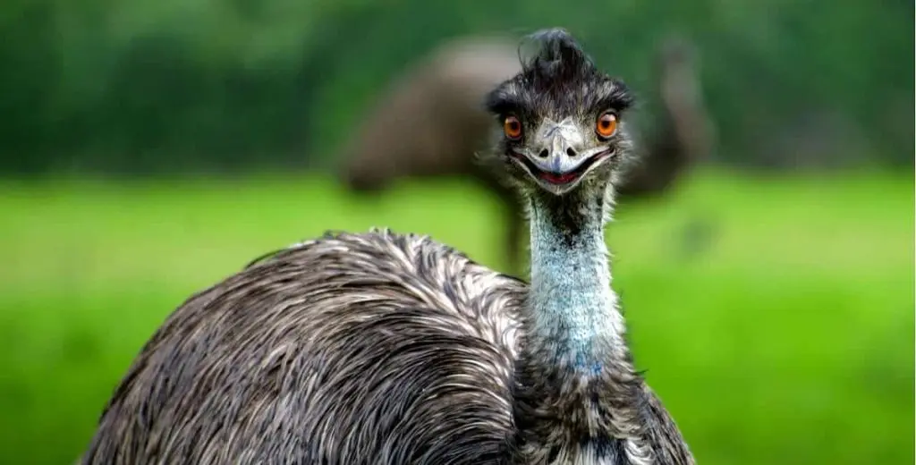 Is The Liberty Mutual Emu A Real Bird? [Updated 2026]