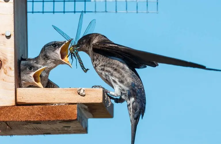 How To Keep Other Birds Out Of Purple Martin House? [Updated 2026]