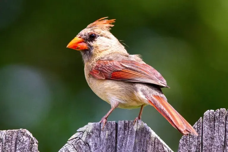 Are There Black Cardinals Birds? [Updated 2026]