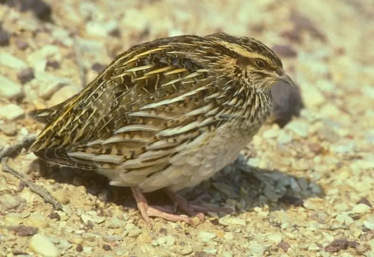 Can Birds Cause Respiratory Problems In Humans? [Updated 2026]