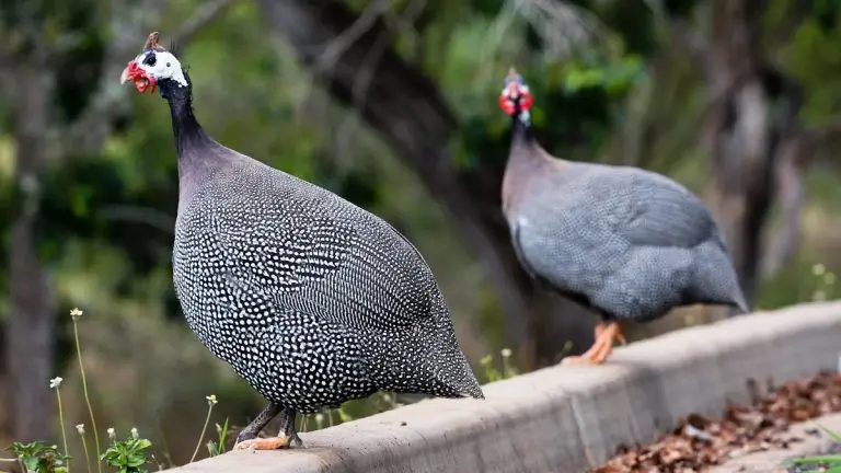 Fowl Examples Types Of Fowl Birds For 2026