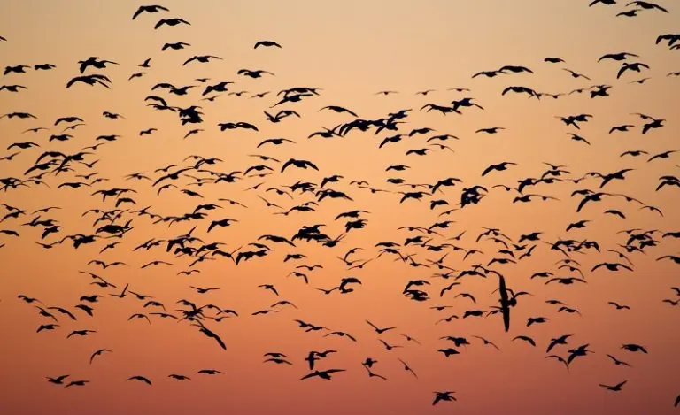 Why Do Birds Fly in Circles in Large Groups