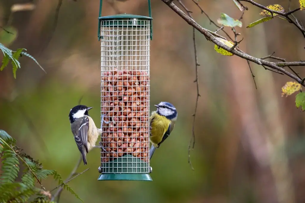 What Does It Mean When Birds Are Attracted To You? [Updated 2026]