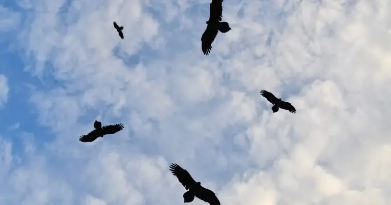 What Does It Mean When Birds Fly In A Circle? [Updated 2026]