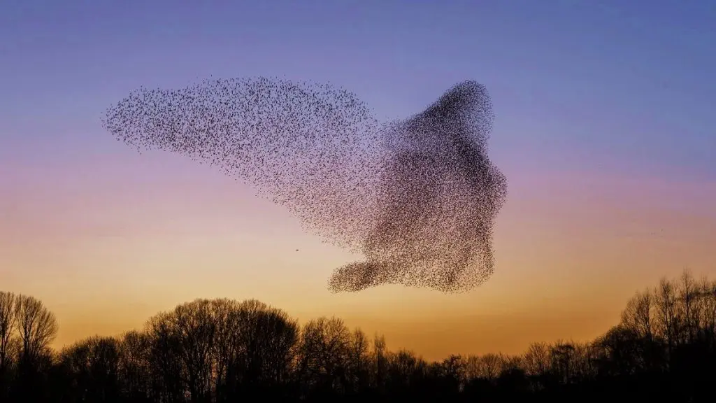 Which Birds Murmurate? [Updated 2026]