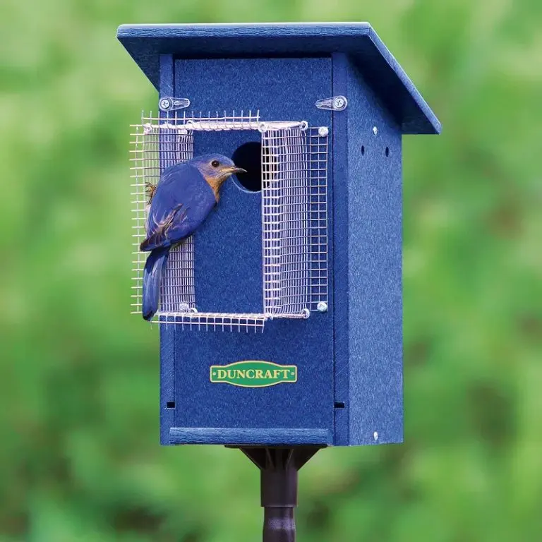 How To Keep Other Birds Out Of Bluebird House? [Updated 2026]