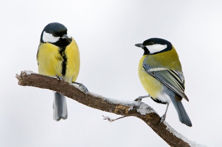 Types Of Tit Birds Updated 2026 types-of-tit-birds-updated-2026