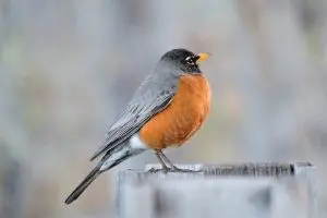 Types Of Robins Birds? [Updated 2026]