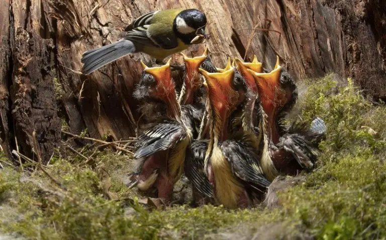 How Often Do Birds Have Babies? [Updated 2026]