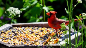 6 Best Bird Seeds to Attract Cardinals In 2026