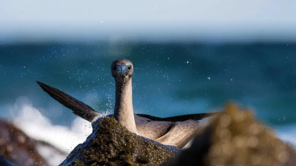 birds ability to drink sea water