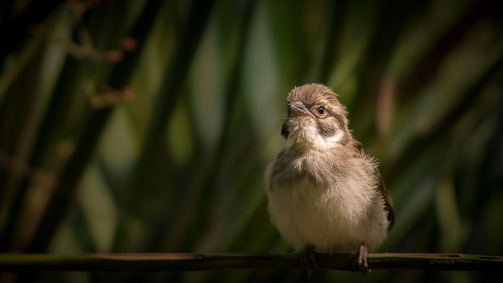 birds can die from stress