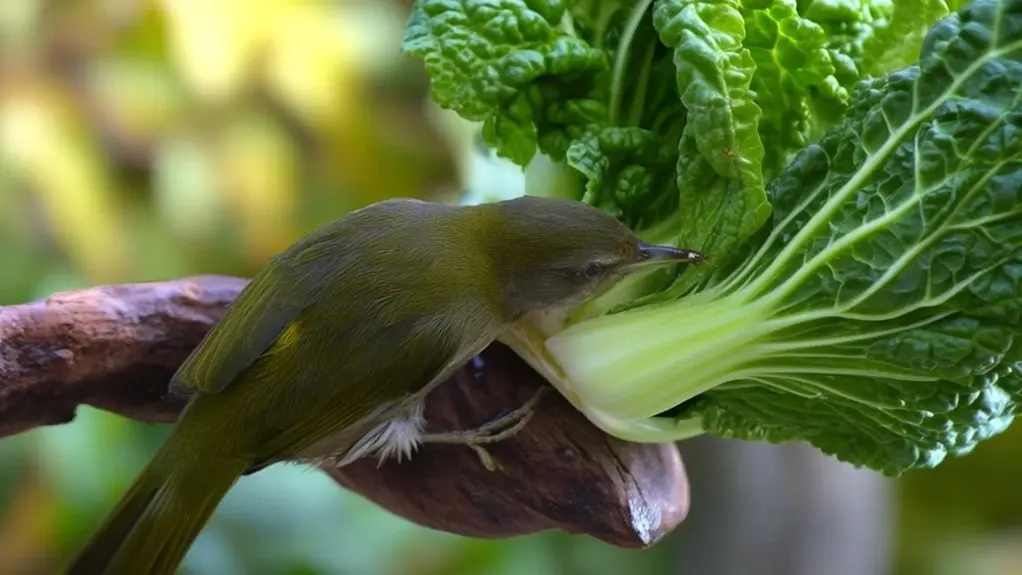 birds can eat bok choy