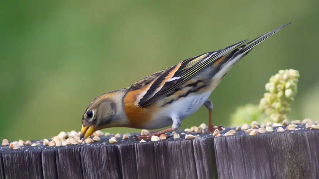 birds can eat buckwheat