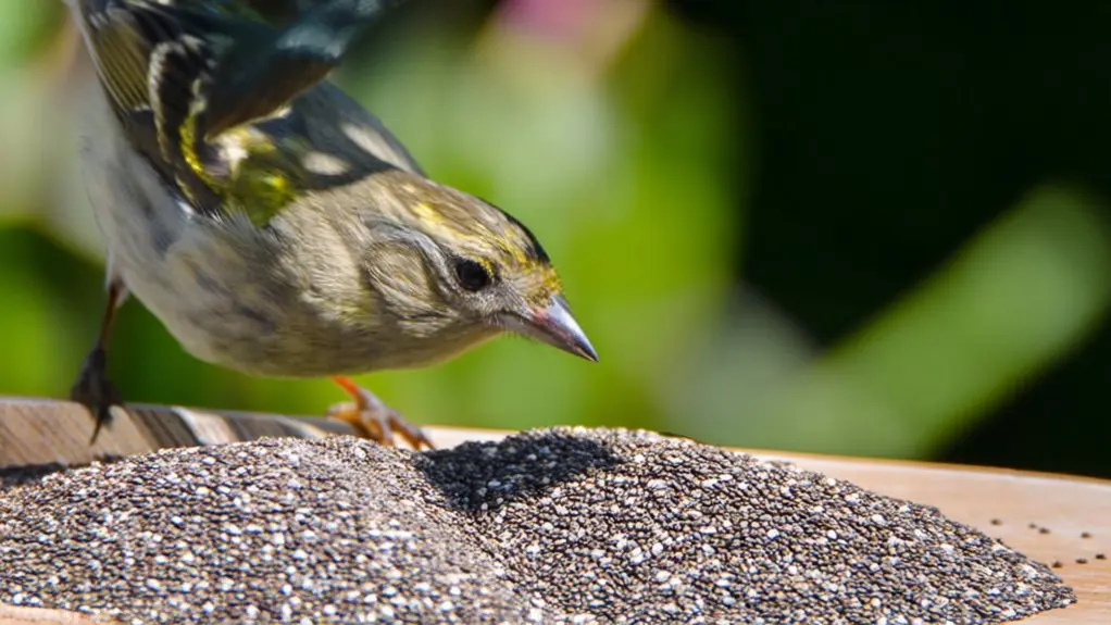birds can eat chia