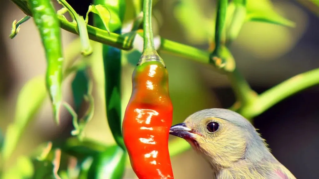 birds can eat chili peppers