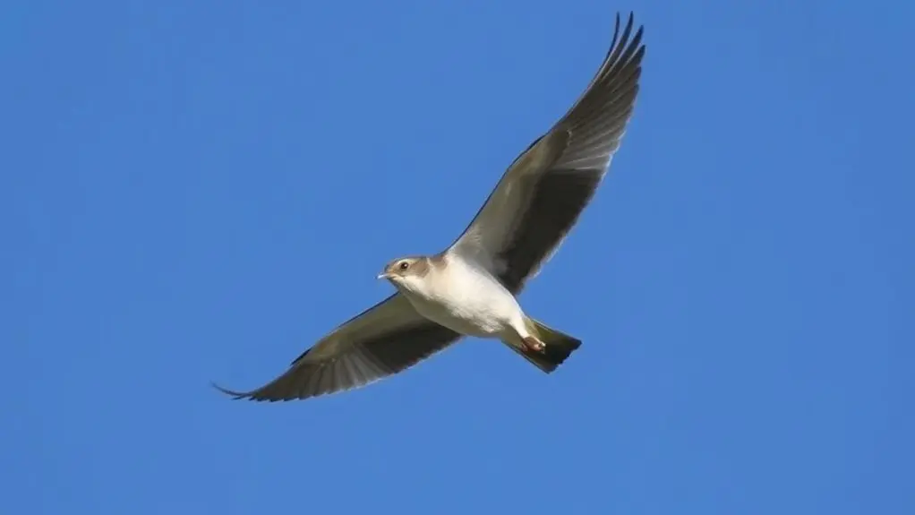 birds do not lay eggs airborne