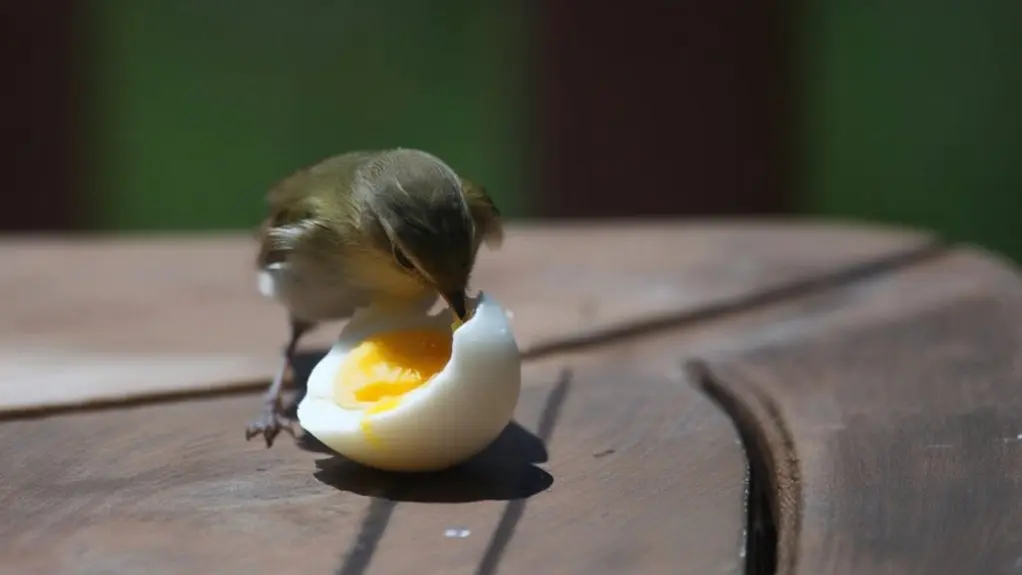 birds eating boiled eggs