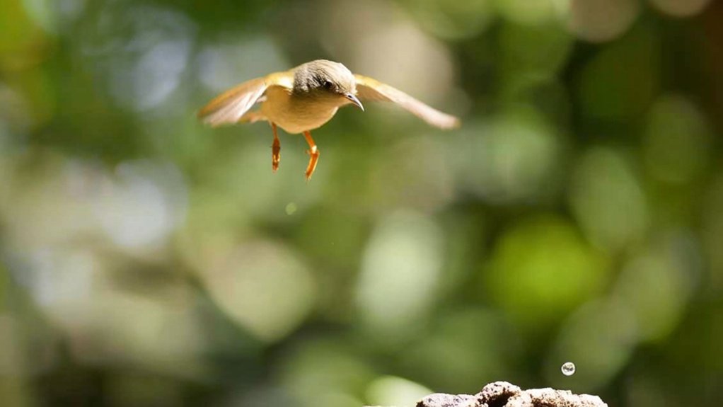 birds poop control methods