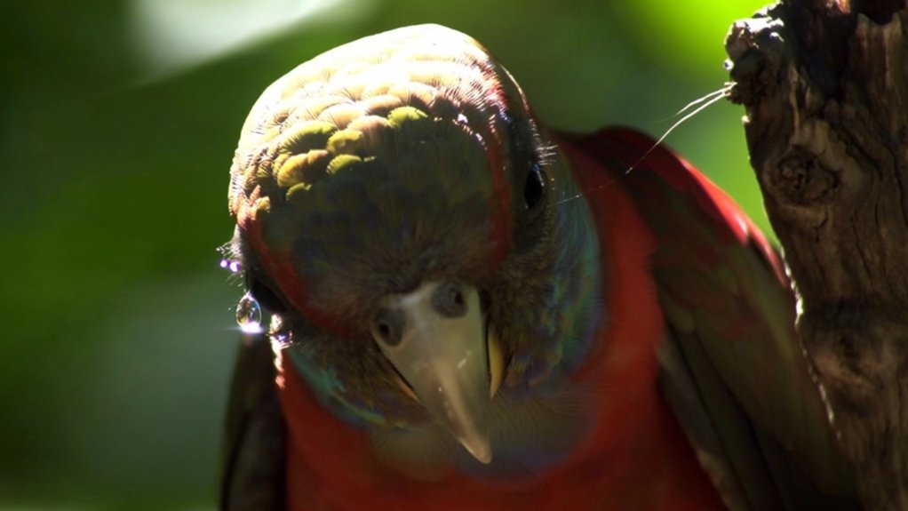 birds tear production
