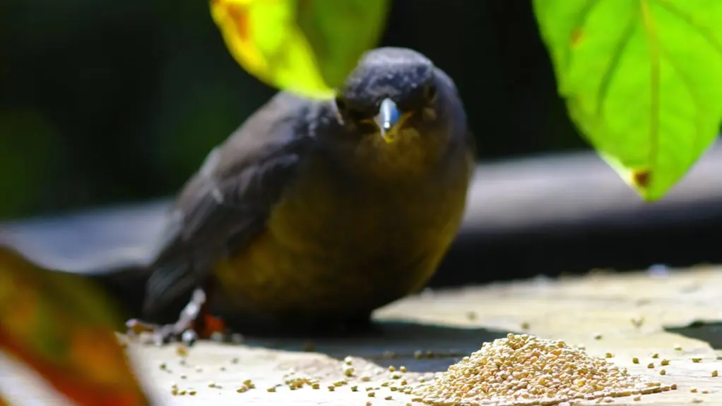 birds and raw quinoa