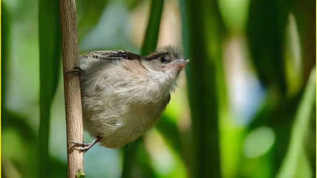 birds can become overweight
