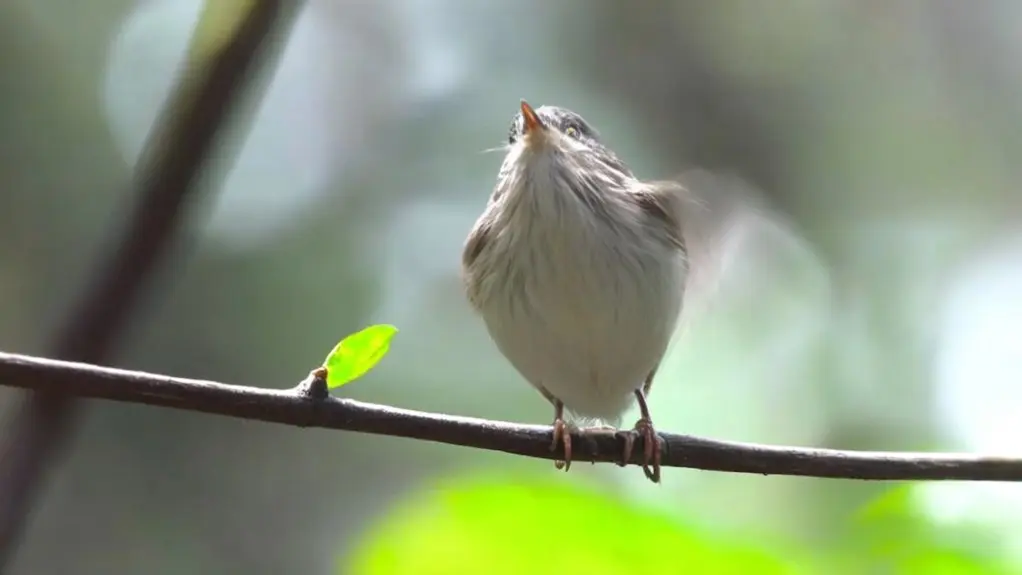 birds can experience hiccups