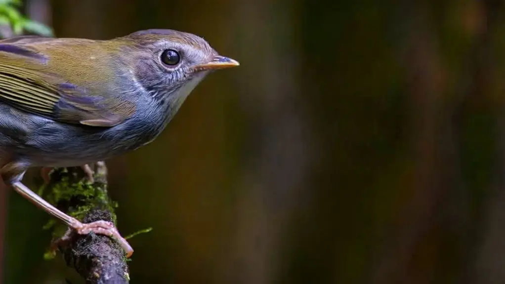birds can feel pain