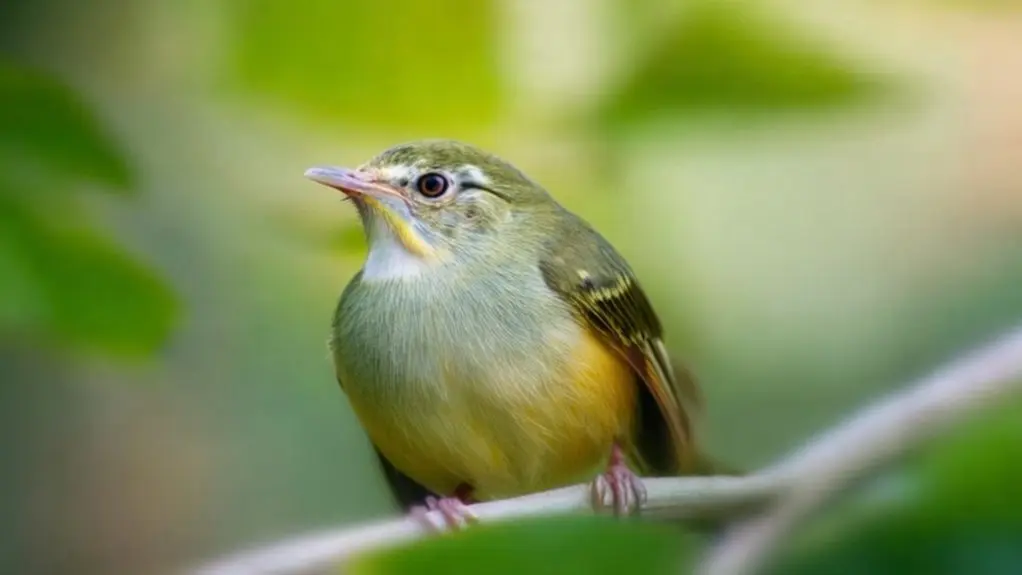 birds can get chlamydia