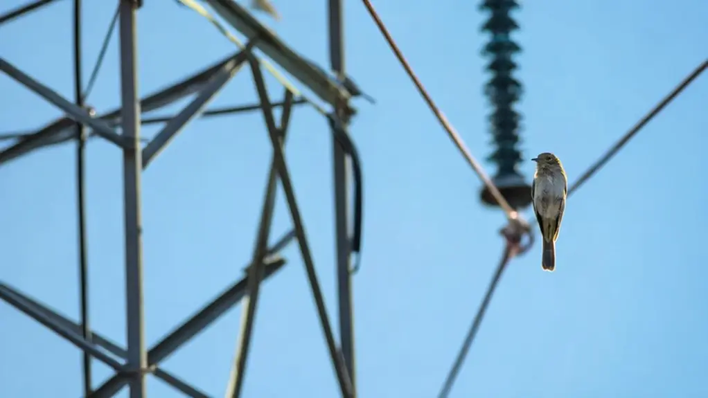 birds can get electrocuted