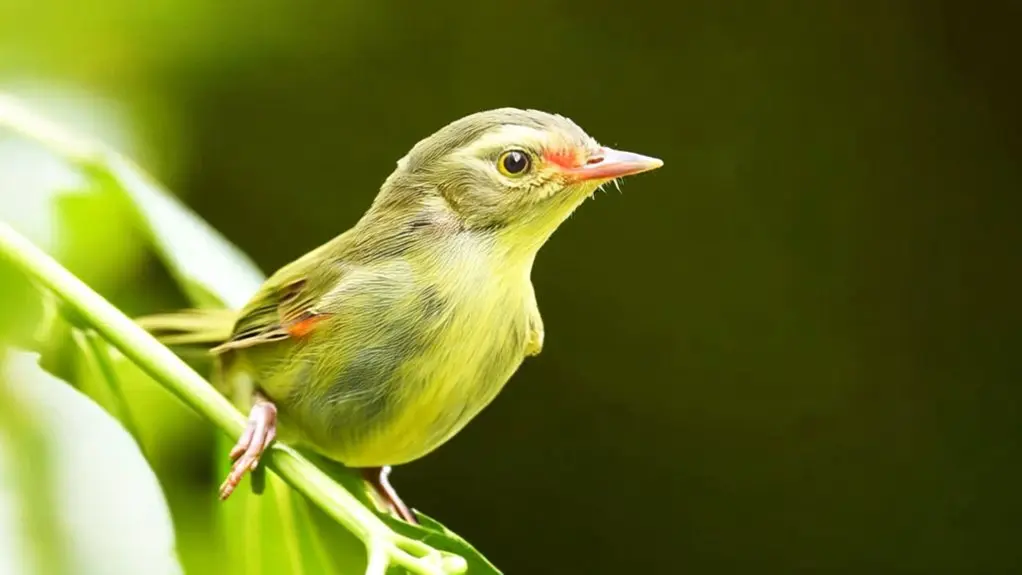 birds can get pink eye