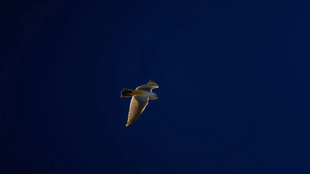 birds cannot survive space