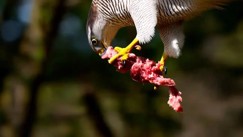 birds consuming meat