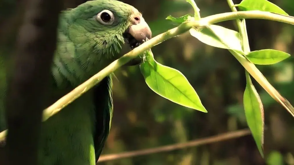 birds eating leaves safely