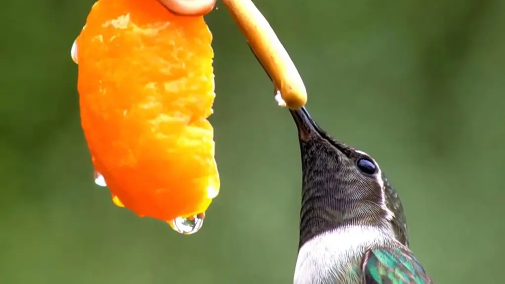 birds eating mandarin oranges