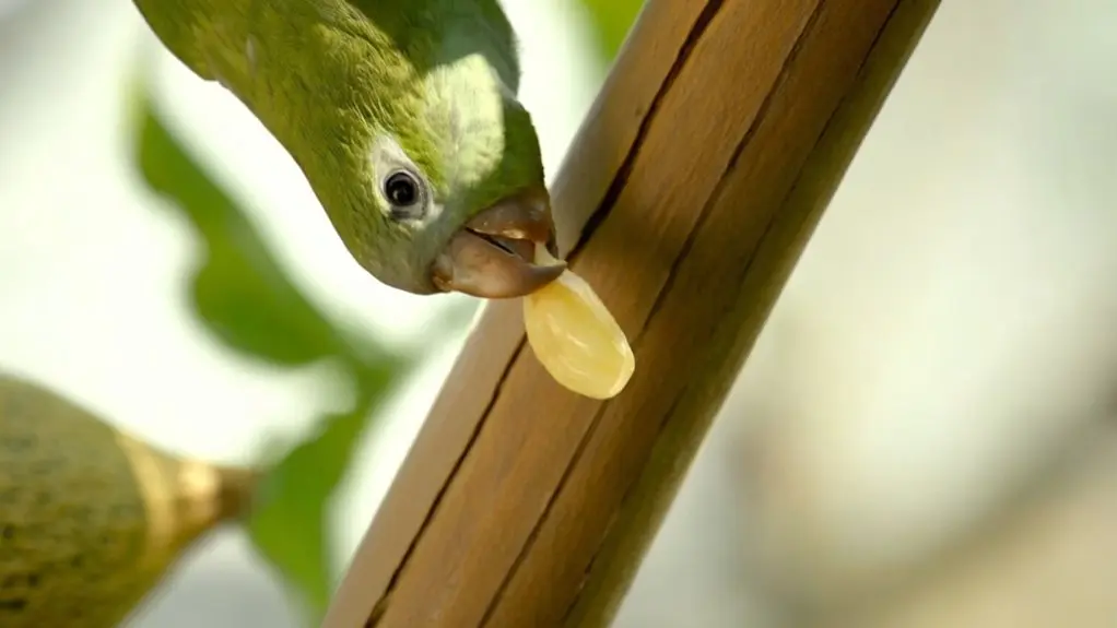 birds eating melon seeds