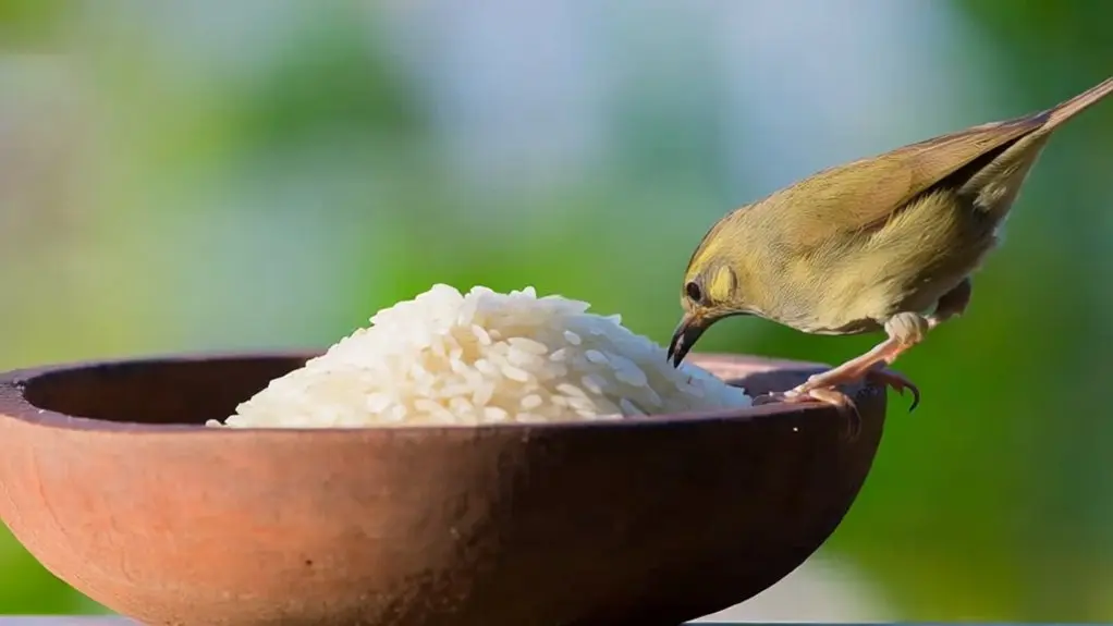 birds eating raw rice