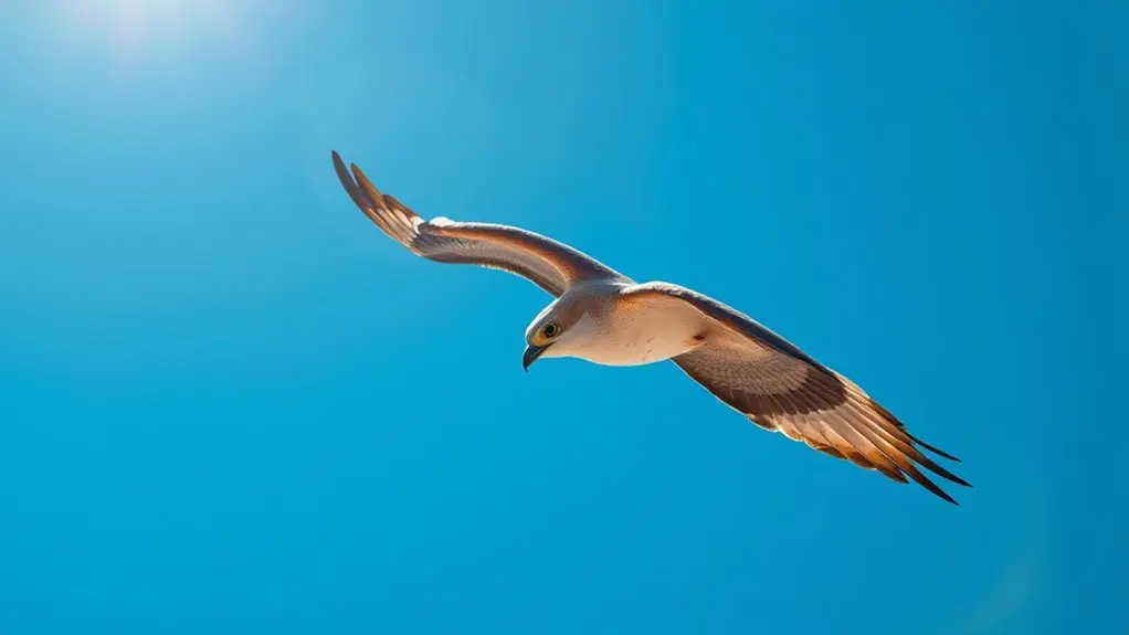 birds generate lift thrust