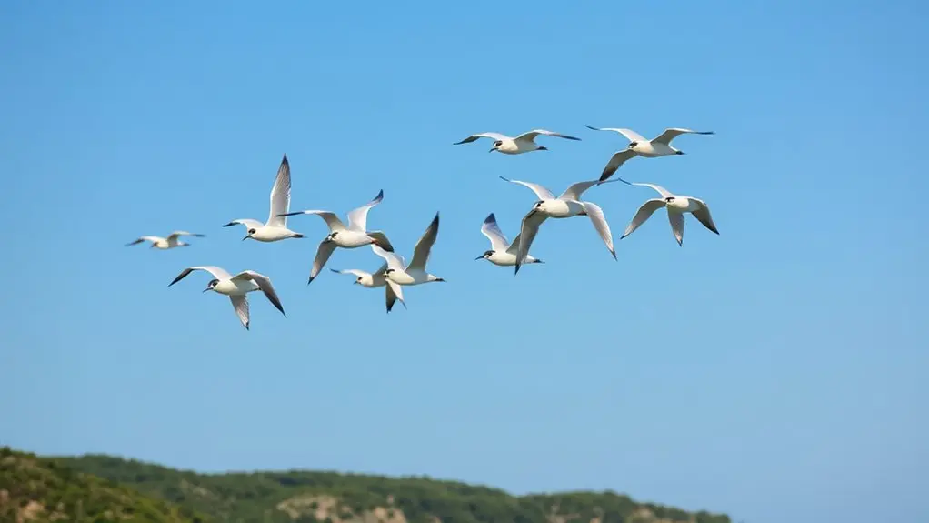 birds migrate across borders