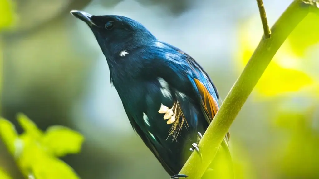 birds regrow feathers