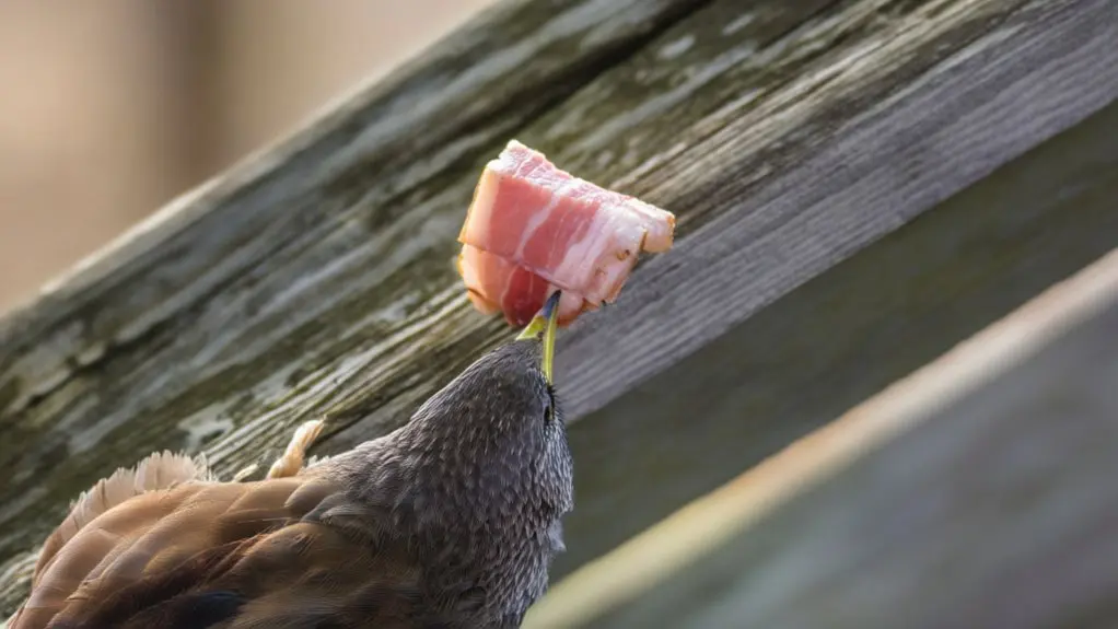 birds should avoid bacon