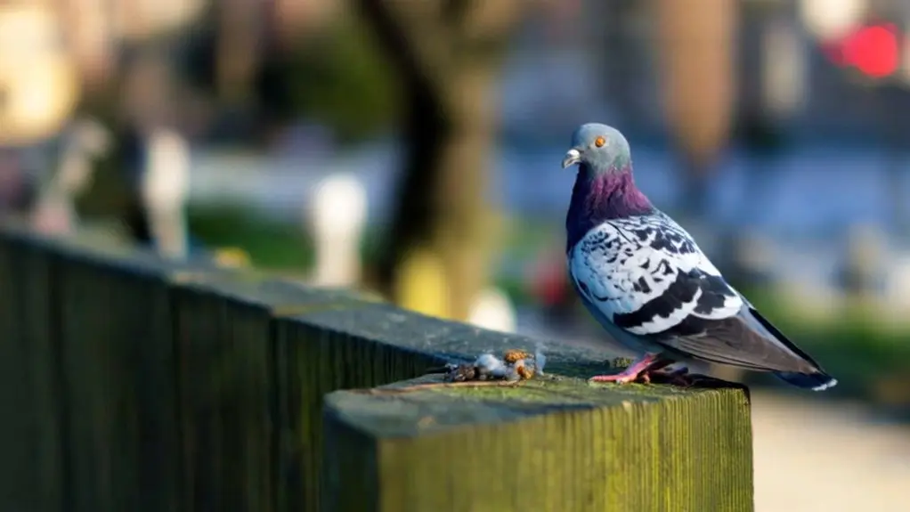 birds transmit diseases risks